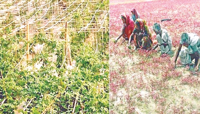 Rangpur To Produce 16 Lakh Tonnes Winter Vegetables The Business Post