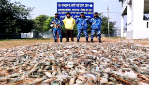 চাঁদপুরে জেলি পুশ করা ১০২০ কেজি চিংড়ি উদ্ধার