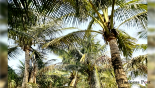নারকেল শূন্য নারিকেল জিঞ্জিরা