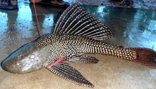 দেশে সাকার মাছ নিষিদ্ধ