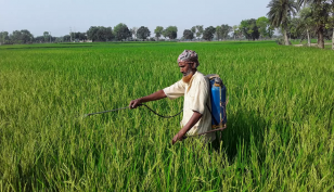 চাঁপাইনবাবগঞ্জে বোরো আবাদ লক্ষ্যমাত্রা ছাড়িয়েছে