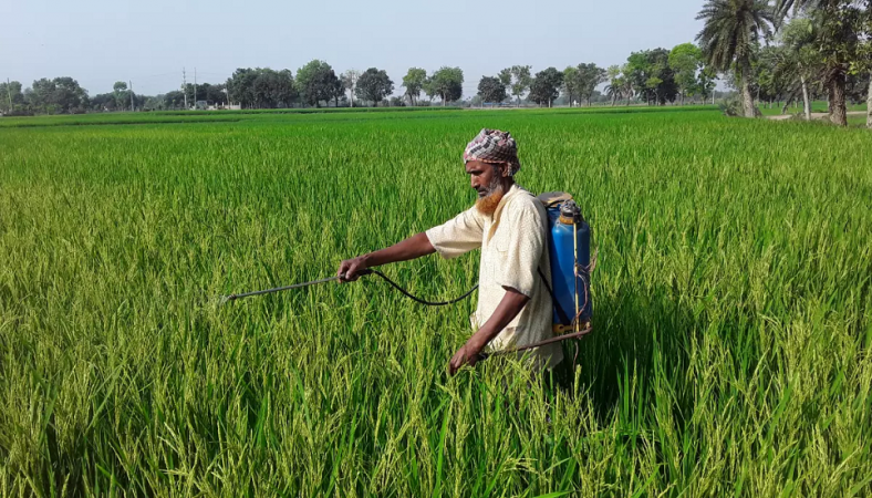চাঁপাইনবাবগঞ্জে বোরো আবাদ লক্ষ্যমাত্রা ছাড়িয়েছে