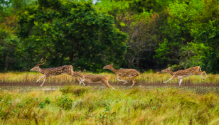 সুন্দরবন দিবস আজ