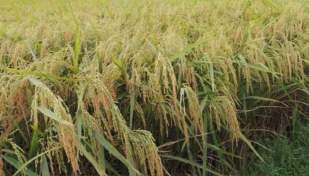 ঘূর্ণিঝড় মোখার ক্ষতি এড়াতে ধান-অন্যান্য ফসল কাটার নির্দেশ