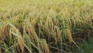 প্রথমবার বোরো চাষের আওতায় ২০০ বিঘা জমি