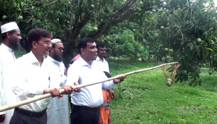 গোপালভোগ দিয়ে নাটোরে আনুষ্ঠানিক আম সংগ্রহ শুরু