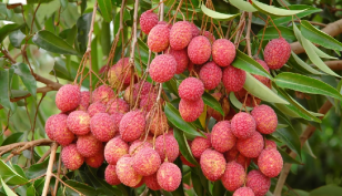 খালি পেটে লিচু খেলে হতে পারে বিপদ
