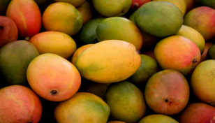 আম রপ্তানি শুরু, লক্ষ্য ৪ হাজার মেট্রিক টন