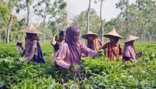 বকেয়া মজুরি ১১ হাজার টাকা করে পাবেন চা-শ্রমিকরা