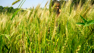 ৬ জেলায় ৩৮ হাজার ৪৪৩ হেক্টর জমিতে গমের বাম্পার ফলন