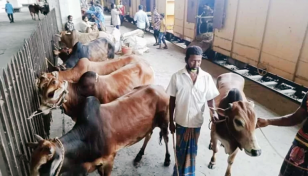 ক্যাটল স্পেশাল ট্রেনে ঢাকায় এলো ১ হাজার পশু