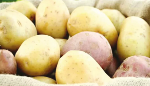 বাংলাদেশ থেকে আলু নিতে চায় জাপান