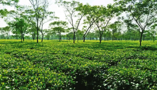 চা শিল্পের উন্নয়নে কাজ করতে চায় বাংলাদেশ-ভিয়েতনাম