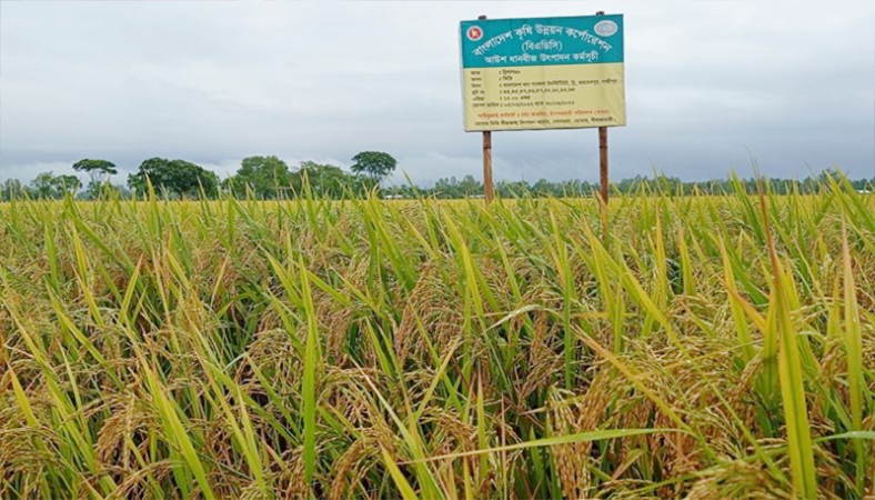 বিএডিসির আলু উৎপাদনের জমিতে আউশ ধানের বাম্পার ফলন