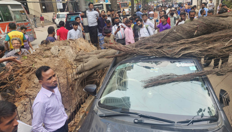 মহাখালীতে গাড়ির ওপর ভেঙে পড়ল গাছ