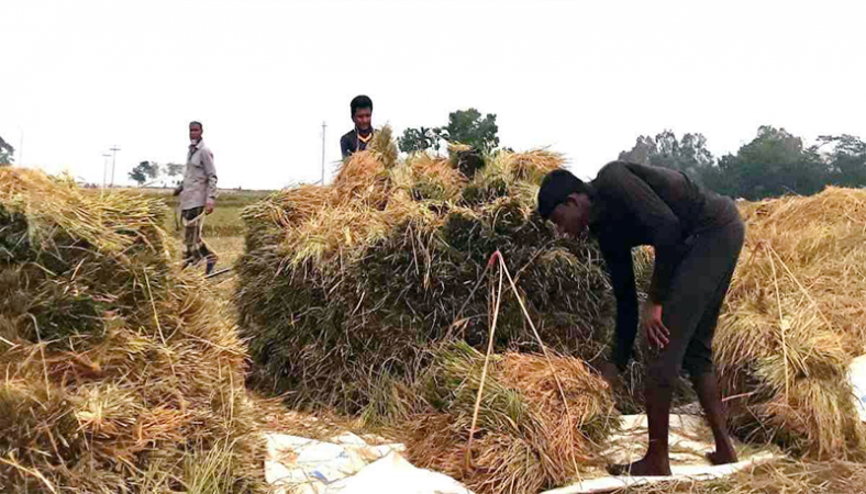 ‘নওগাঁয় চলতি মৌসুমে আড়াই লাখ মেট্রিক টন ধান উৎপাদিত হবে’