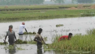 বোরোর উৎপাদন বাড়াতে ১৭০ কোটি টাকার প্রণোদনা