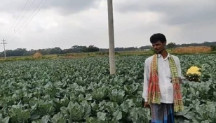 ফুলকপি চাষে সফল কুমিল্লার কৃষক