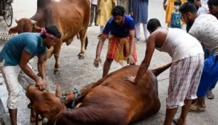 ঈদে কোরবানি‌ হয়েছে এক কোটি ৪১ হাজার পশু