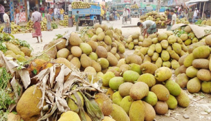 কাঁঠালে খুশি বাগান মালিকরা
