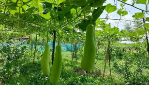 ইউটিউব দেখে সফল লাউ চাষি ব্রাহ্মণবাড়িয়ার মামুন 