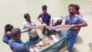 জয়পুরহাটে পাঙ্গাশ চাষে সফল মৎস্য চাষিরা