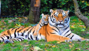 সুন্দরবনে বাঘ বেড়েছে