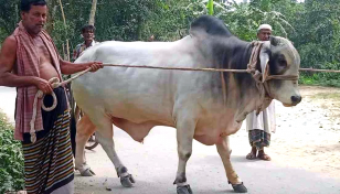 কোরবানির জন্য উপহারের গরু গ্রহণ করলেন প্রধানমন্ত্রী