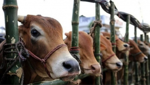 দেশে কোরবানিযোগ্য পশু আছে ১ কোটি ২৫ লাখ