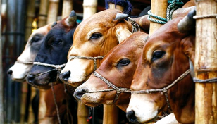 গরু আমদানির নির্দেশনা চেয়ে হাইকোর্টে রিট
