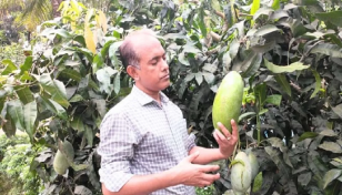 এক আমের ওজনই ৫ কেজি!