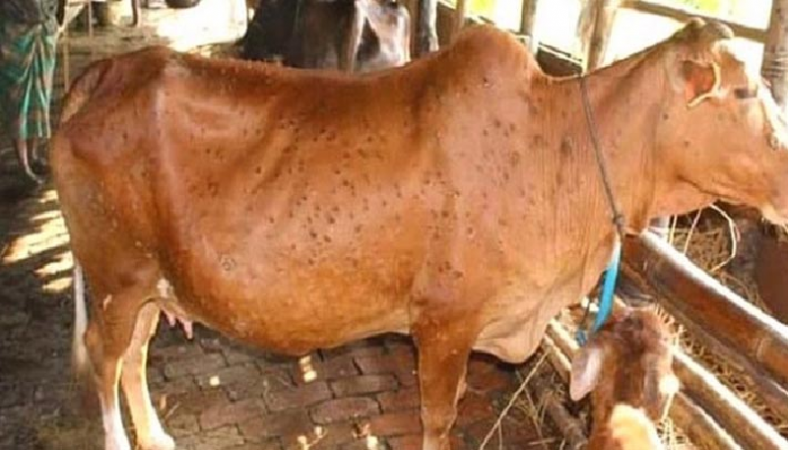 সিলেটে লাম্পি স্কিন রোগে আক্রান্ত হয়ে ৩ শতাধিক গরুর মৃত্যু