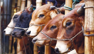 কোরবানির জন্য সুস্থ গরু চিনবেন যেভাবে