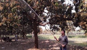 পরিচর্যা খরচ বাড়ায় হিমশিম খাচ্ছেন চাঁপাইনবাবগঞ্জের আম চাষিরা