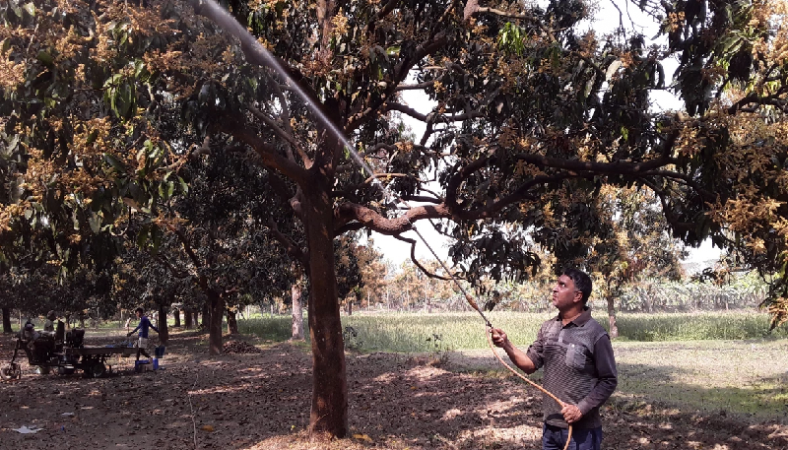 পরিচর্যা খরচ বাড়ায় হিমশিম খাচ্ছেন চাঁপাইনবাবগঞ্জের আম চাষিরা