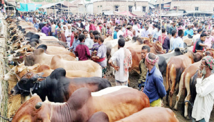 এবার ঢাকার দুই সিটিতে বসবে ১৬টি অস্থায়ী পশুর হাট
