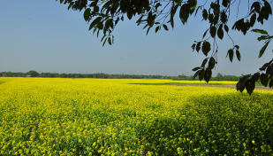 এক বছরে সরিষা উৎপাদন বেড়েছে ৩ হাজার কোটি টাকার