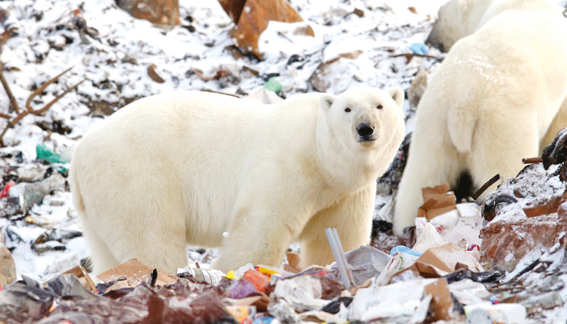 Polar Bears' Plastic Diets Are a Growing Problem