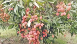 Litchi farming gains popularity in Pirojpur