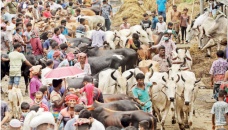 Dhaka’s cattle markets getting lively, buyers yet to follow