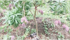 Miyazaki mango being grown in Khagrachhari