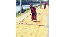 Good Aush paddy harvest makes Rangpur farmers happy