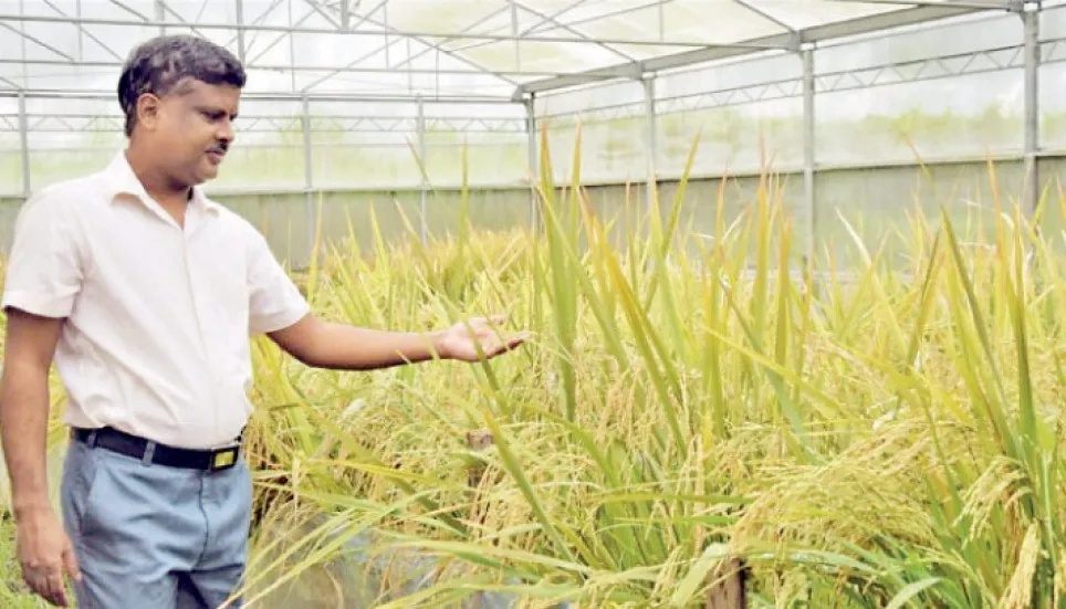 Philippines approves GMO ‘golden rice’ for commercial production