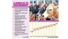 Surplus cattle: Export suggested