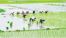 Farmers busy in transplanting Aman rice seedlings