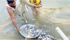 Mymensingh fish farmers bogged down by losses