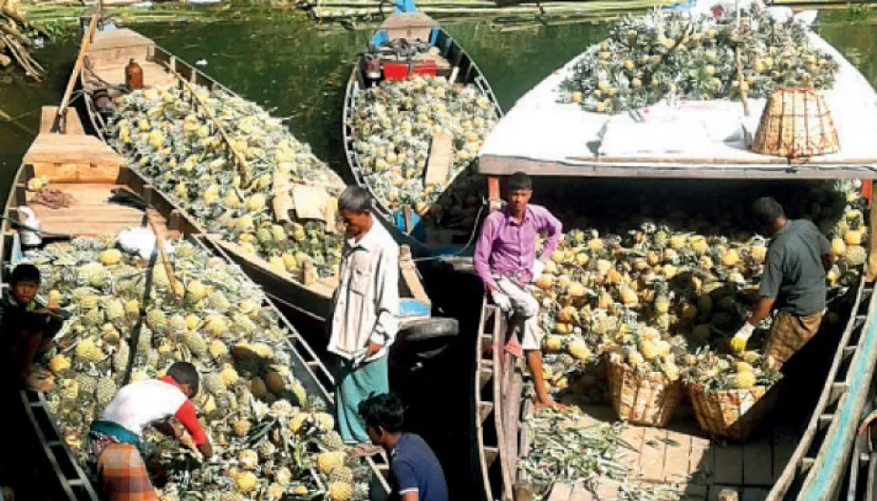 Farmers set to reap profits from pineapple in Rangamati