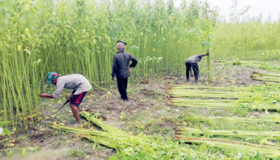 Jute harvesting gets momentum in Narsingdi