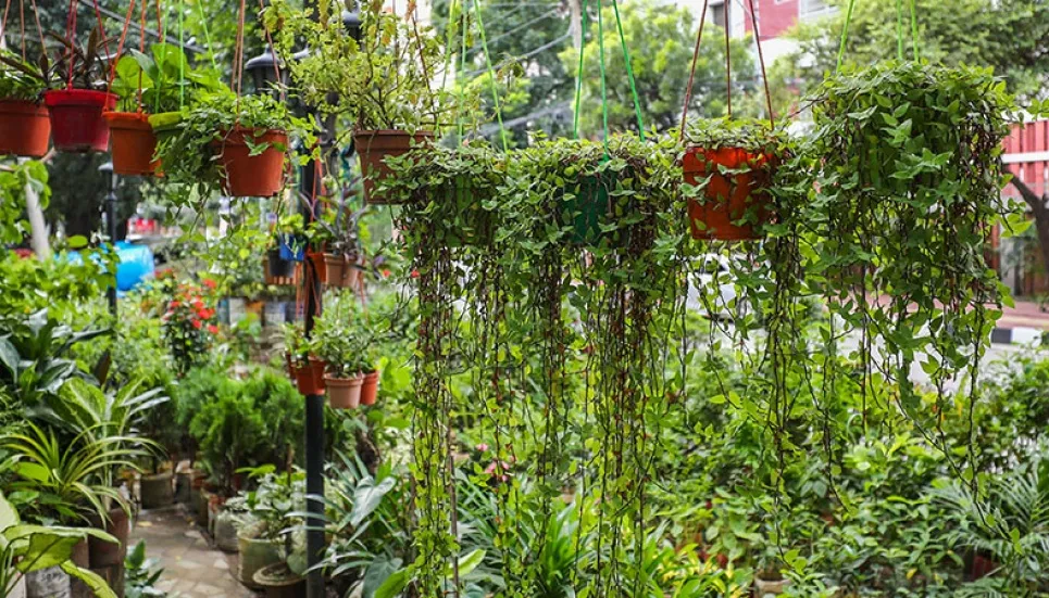 Urban nurseries boom amid decaying greens in Dhaka 