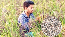 ‘Black Rice’ spreads from hills to plainland